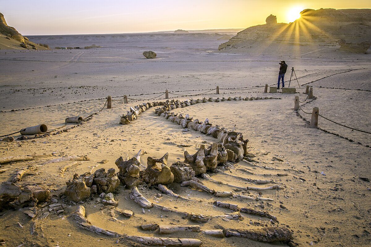 Walvisfossielen in de woestijn van Wadi Al-Hitan