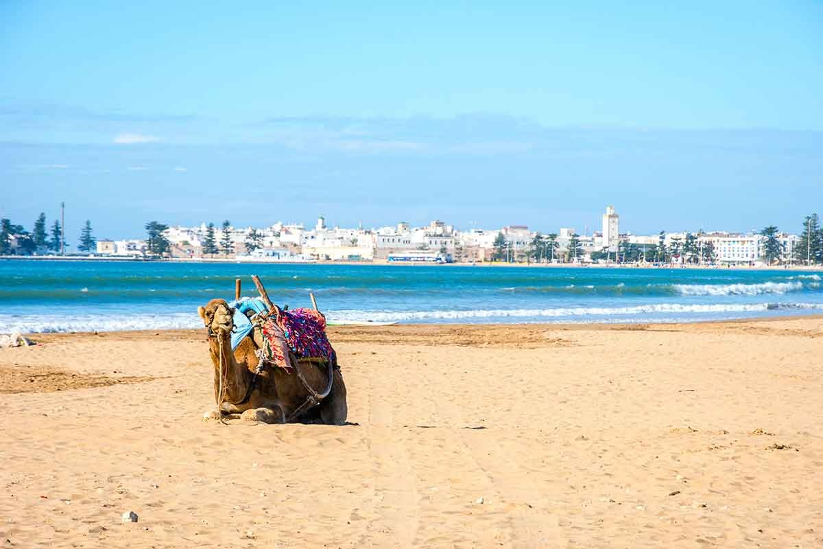 Kameel op het strand van Essaouira aan de Atlantische kust van Marokko