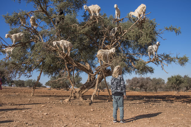 Geiten in arganboom onderweg naar Essaouira tijdens een familiereis door Marokko